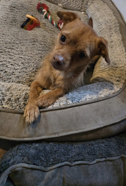 Dozzer, an adoptable Chihuahua in Oakhurst, NJ
