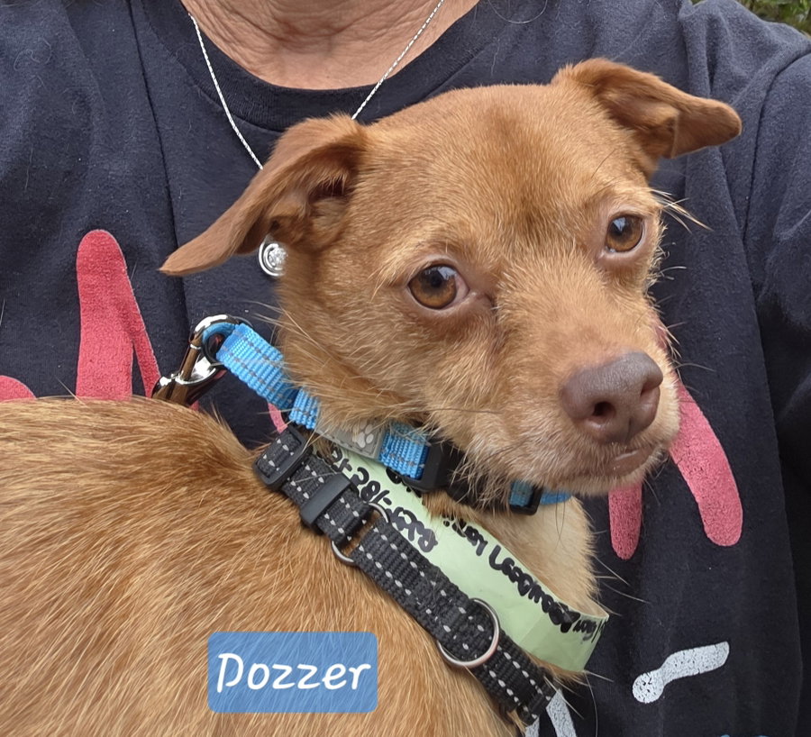 Dozzer - Does he grab your heart?