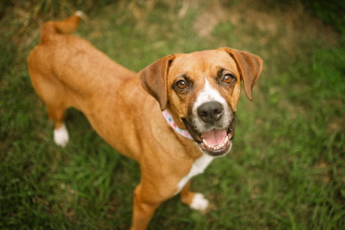 Mochie - goofy girl, a dog for adoption from Wag On Inn Rescue