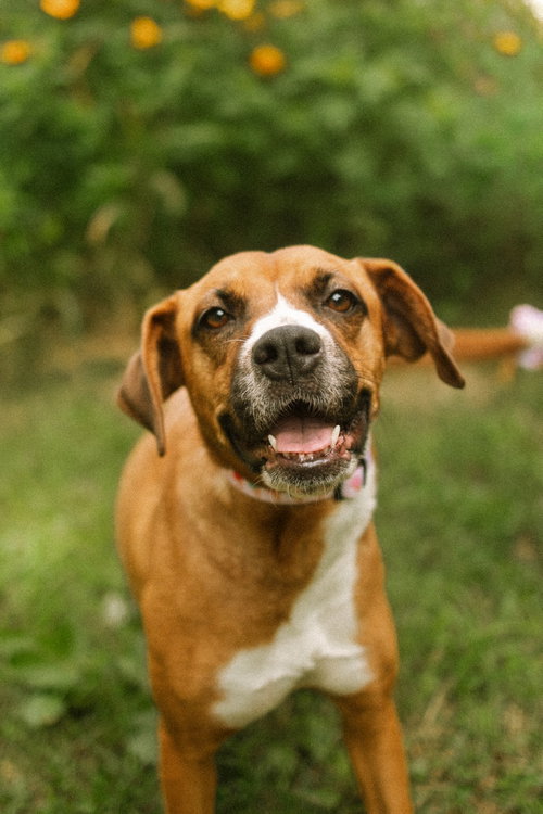 Photo 4 of Mochie - goofy girl