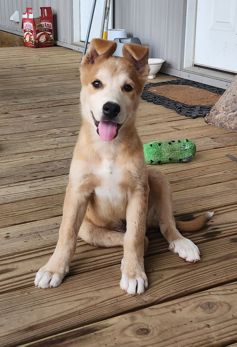 Copper- cutest boy!