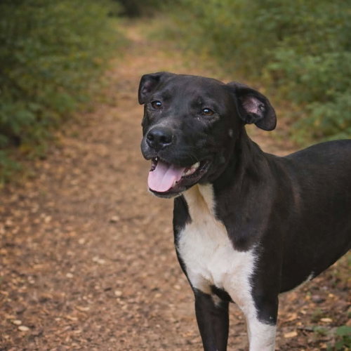 Moose - Shy at first, loyal for life. photo 2
