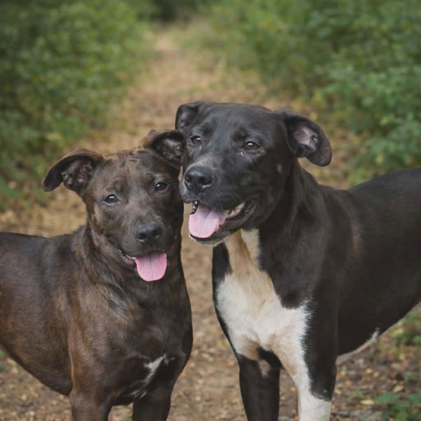 Moose - Shy at first, loyal for life.
