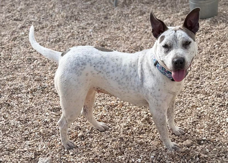Trinity- certified good girl