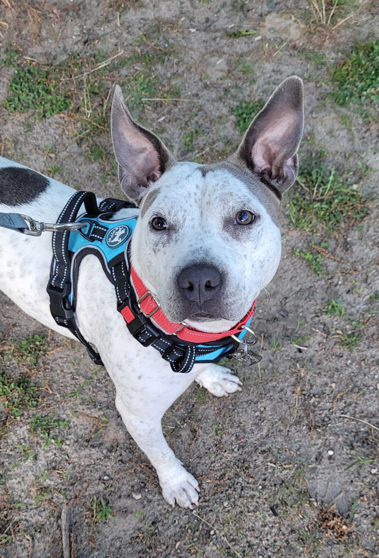 Trinity- certified good girl