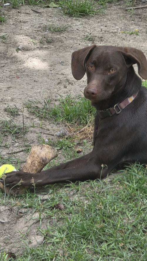 Max- adventure buddy awaits