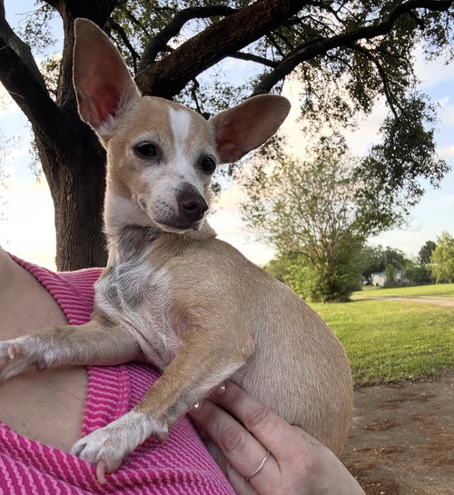 Bubbles- those ears!