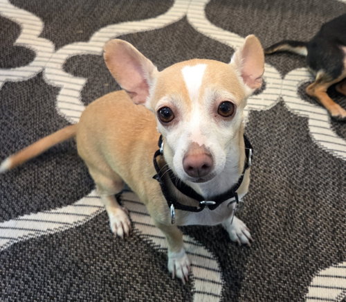 Bubbles - those ears!, an adoptable Chihuahua in Oakhurst, NJ