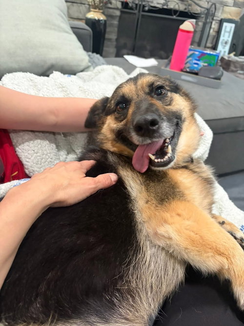 May- fun sized, an adoptable German Shepherd Dog in Oakhurst, NJ