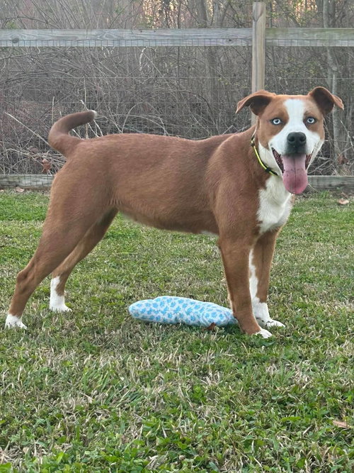 Solara - Energy, love, and blue-eyed charm!