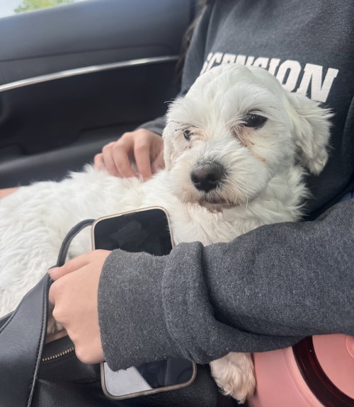 Walter - Adoption Pending