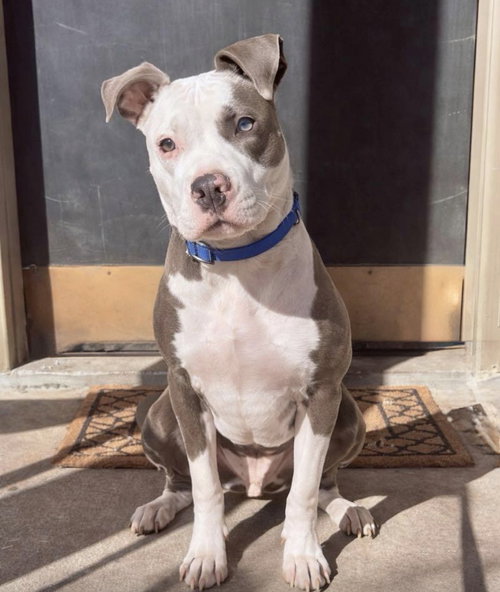 Zeus - built like a god, loves like a puppy