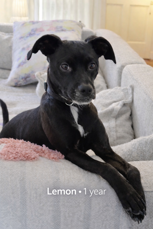 Lemon - When life gives you Lemon… adopt her!