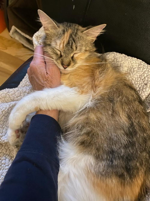 FABLE, Young Domestic Short Hair / Mixed (short coat), cat for adoption in New Rochelle, New York
