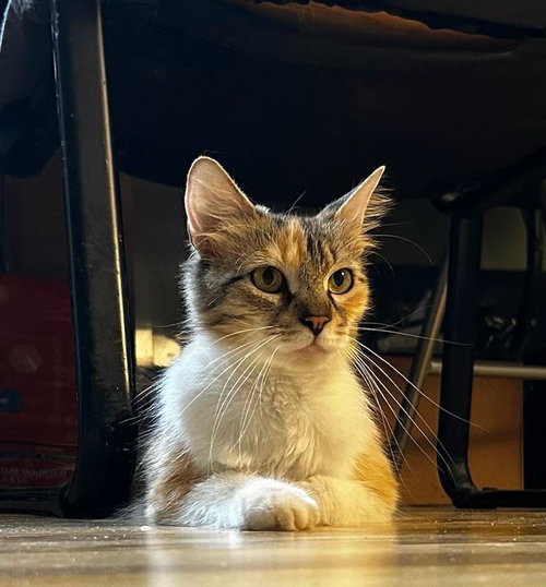 FABLE, Young Domestic Medium Hair / Mixed (medium coat), cat for adoption in New Rochelle, New York