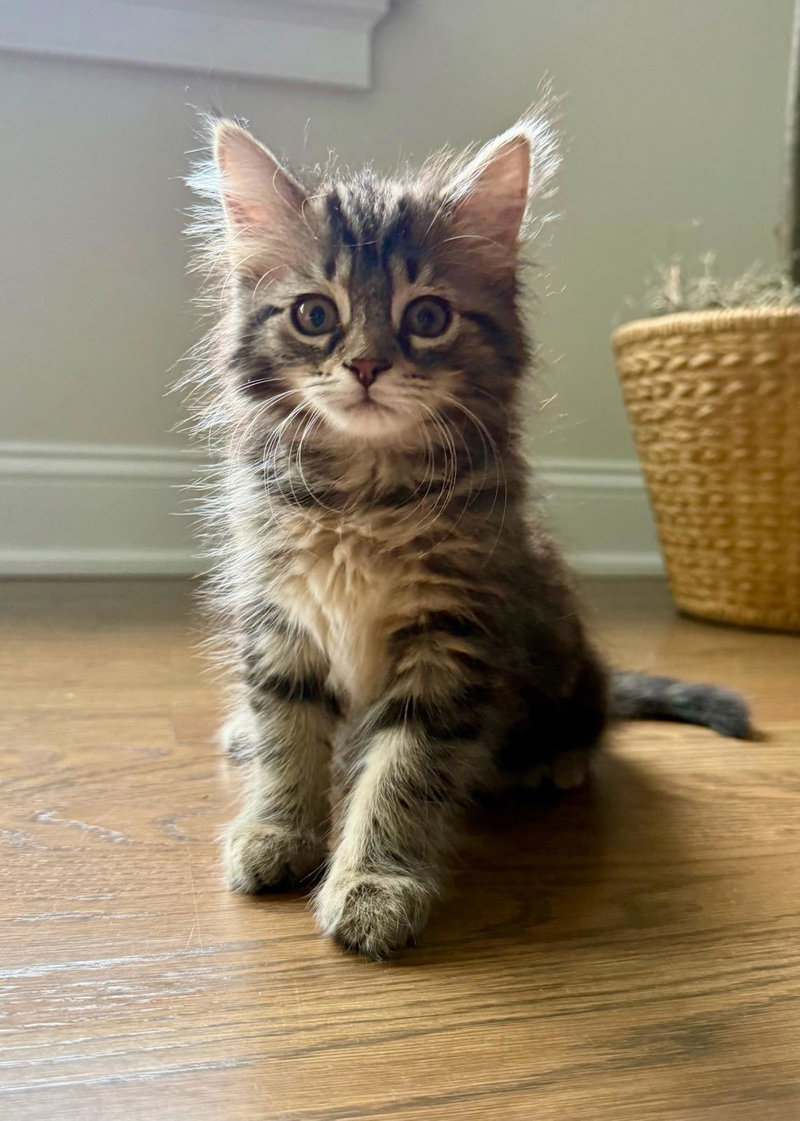 DOODLEBUG ~ Adoption Pending!!!