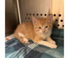 TATER TOT ~ Adoption Pending!!! - Photo 3