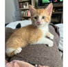 TATER TOT ~ Adoption Pending!!! - Photo 2