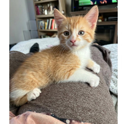 TATER TOT ~ ADOPTION PENDING!!! - Domestic Short Hair available for adoption