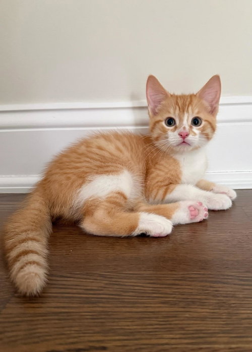 TATER TOT ~ ADOPTION PENDING!!! - Domestic Short Hair available for adoption