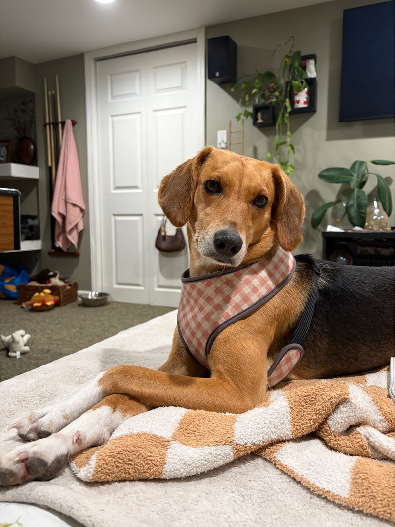 Sunny – No More Applications, Please!