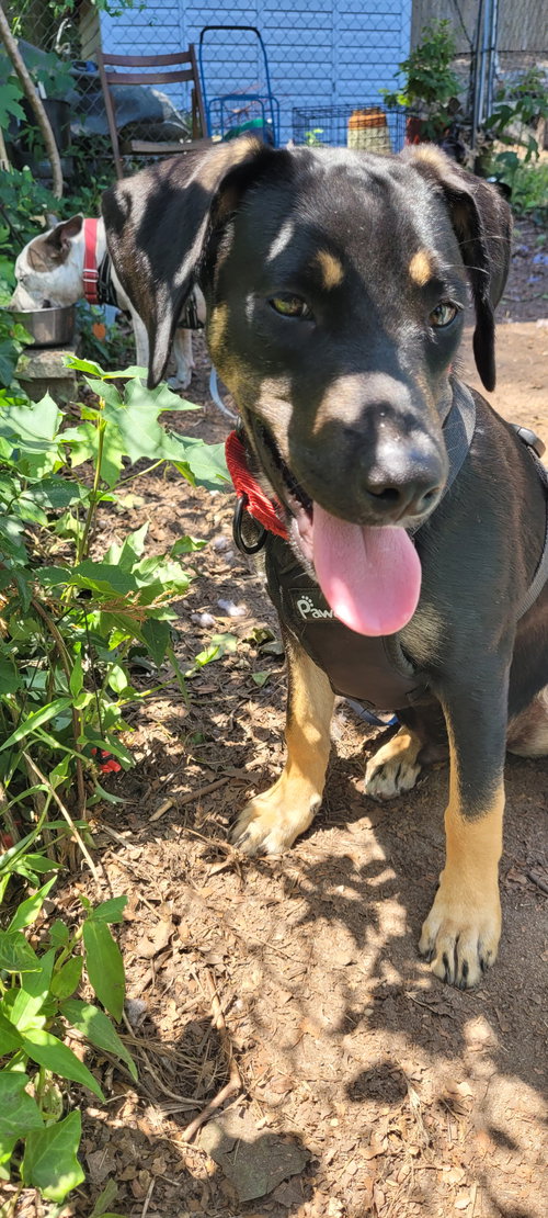 Cameron- shy sweetheart, an adoptable German Shepherd Dog in Oakhurst, NJ