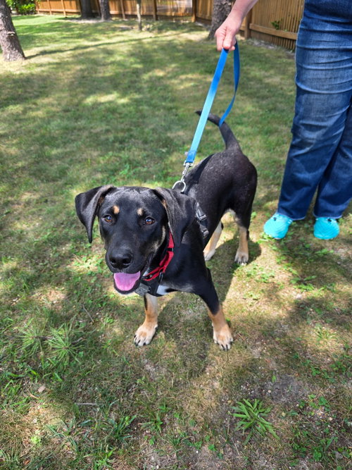 Cameron- shy sweetheart, an adoptable German Shepherd Dog in Oakhurst, NJ
