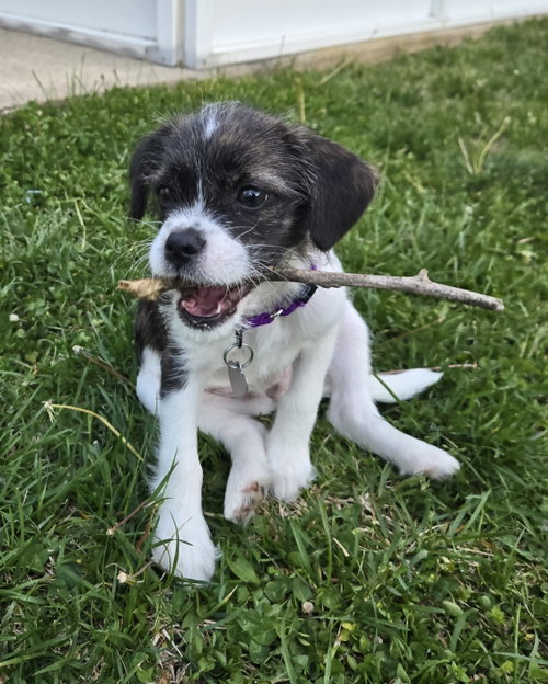 Kaya - NO MORE APPLICATIONS PLEASE!, an adoptable Boston Terrier in Oakhurst, NJ
