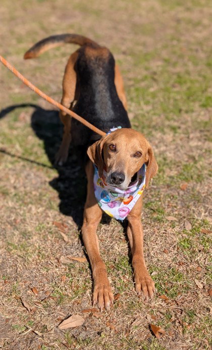 Towser- handsome hound