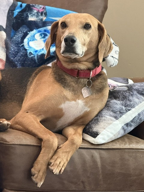 Towser- handsome hound