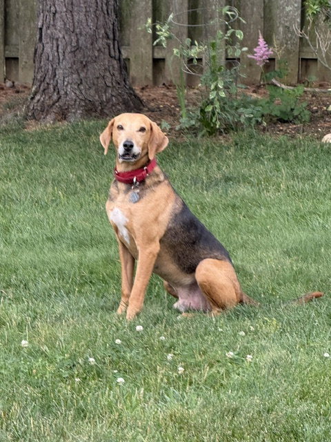 Towser- handsome hound photo 2