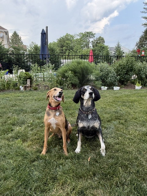 Towser- handsome hound photo 3
