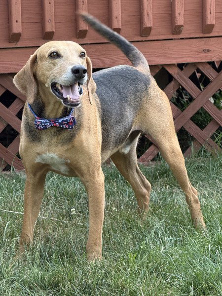 Towser- handsome hound