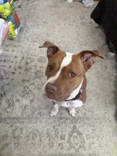 Bambee - American Pit Bull Terrier