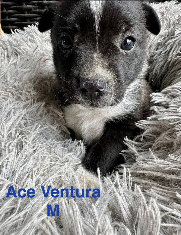 Ace Ventura