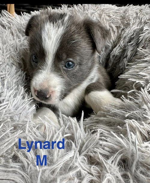 Lynard, an adoptable Terrier in Oakhurst, NJ
