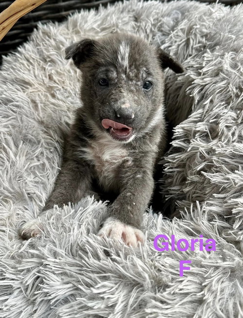 Gloria, an adoptable Terrier in Oakhurst, NJ