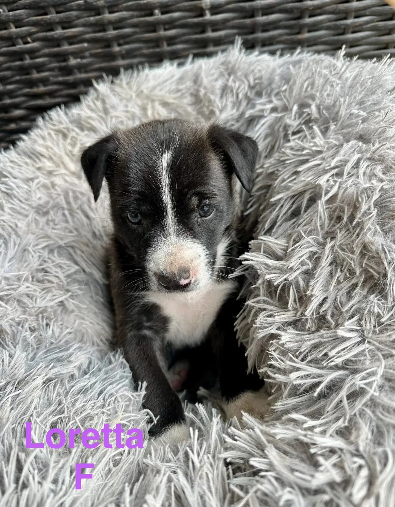 Loretta - Terrier