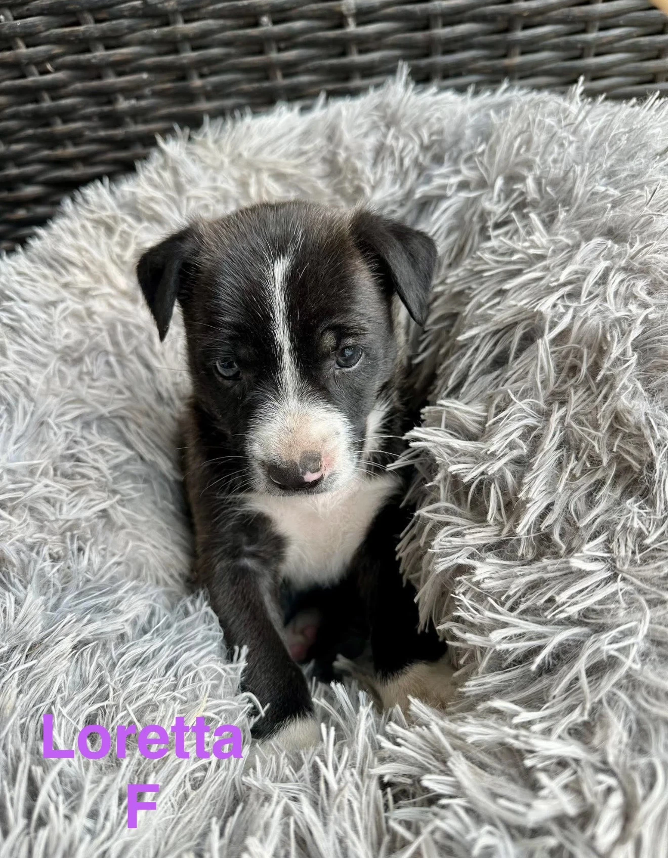 Loretta