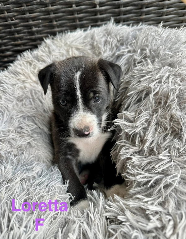 Loretta