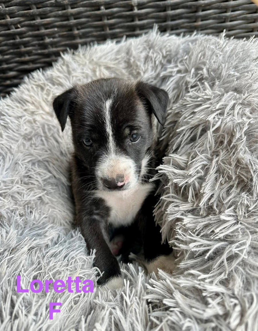 Loretta