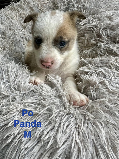 Po Panda, an adoptable Terrier in Oakhurst, NJ