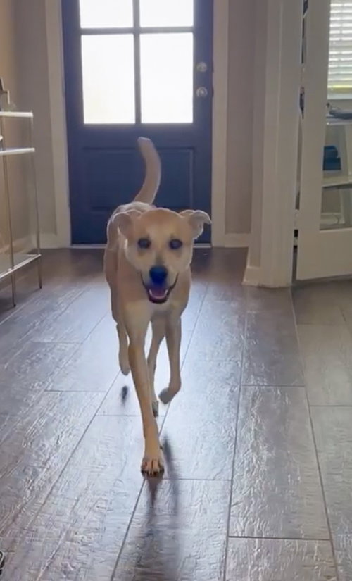 Buttercup- as sweet as her name, an adoptable Labrador Retriever in Oakhurst, NJ