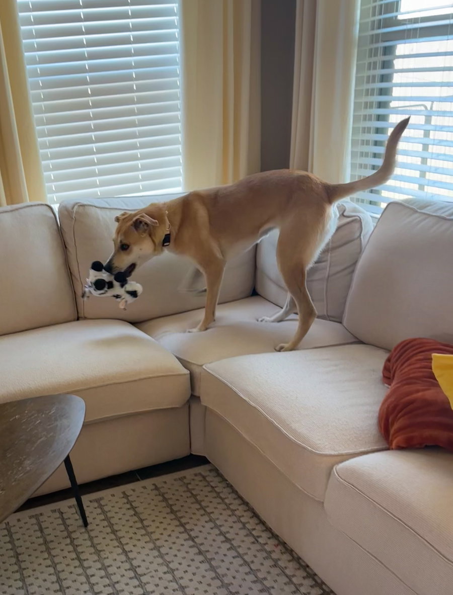 Buttercup (lab) - as sweet as her name