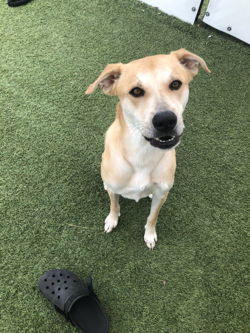 Buttercup (lab) - as sweet as her name photo 5