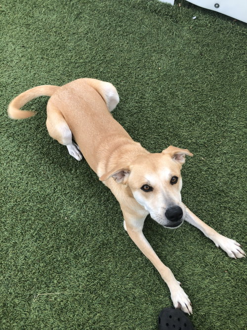 Buttercup (lab) - as sweet as her name photo 6