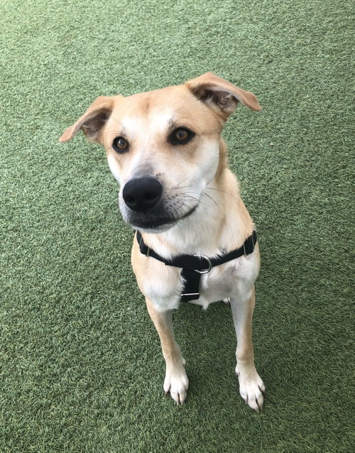 Buttercup (lab) - as sweet as her name photo 4
