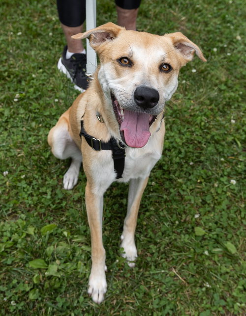 Buttercup (lab) - as sweet as her name photo 3