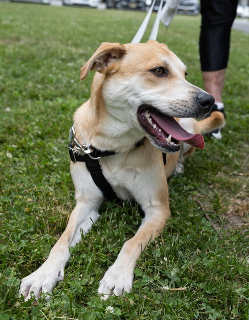 Buttercup (lab) - as sweet as her name photo 2