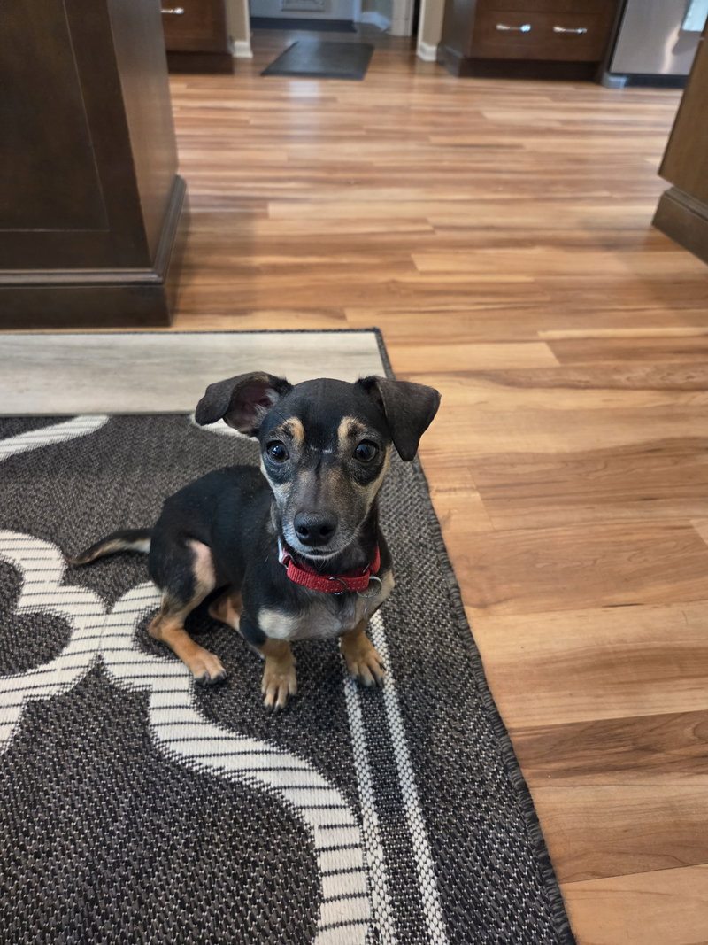 Sylvie- tiny cutie